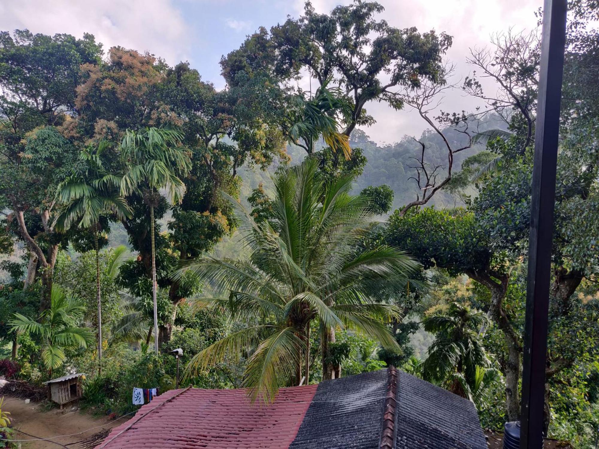 Forest Rawana Homestay Ella Zewnętrze zdjęcie